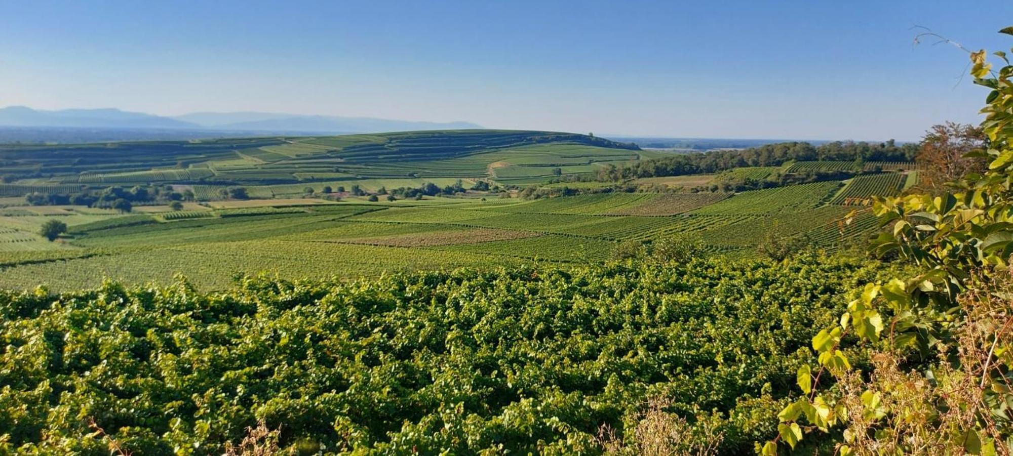 Ferienwohnung Vino9 Фоґтсбурґ Екстер'єр фото