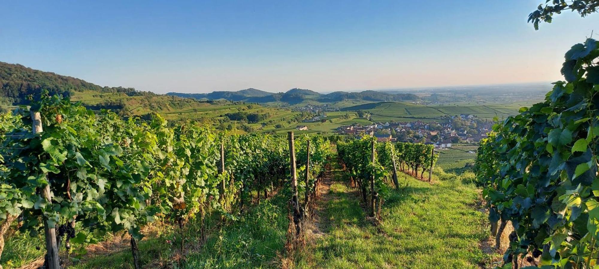 Ferienwohnung Vino9 Фоґтсбурґ Екстер'єр фото