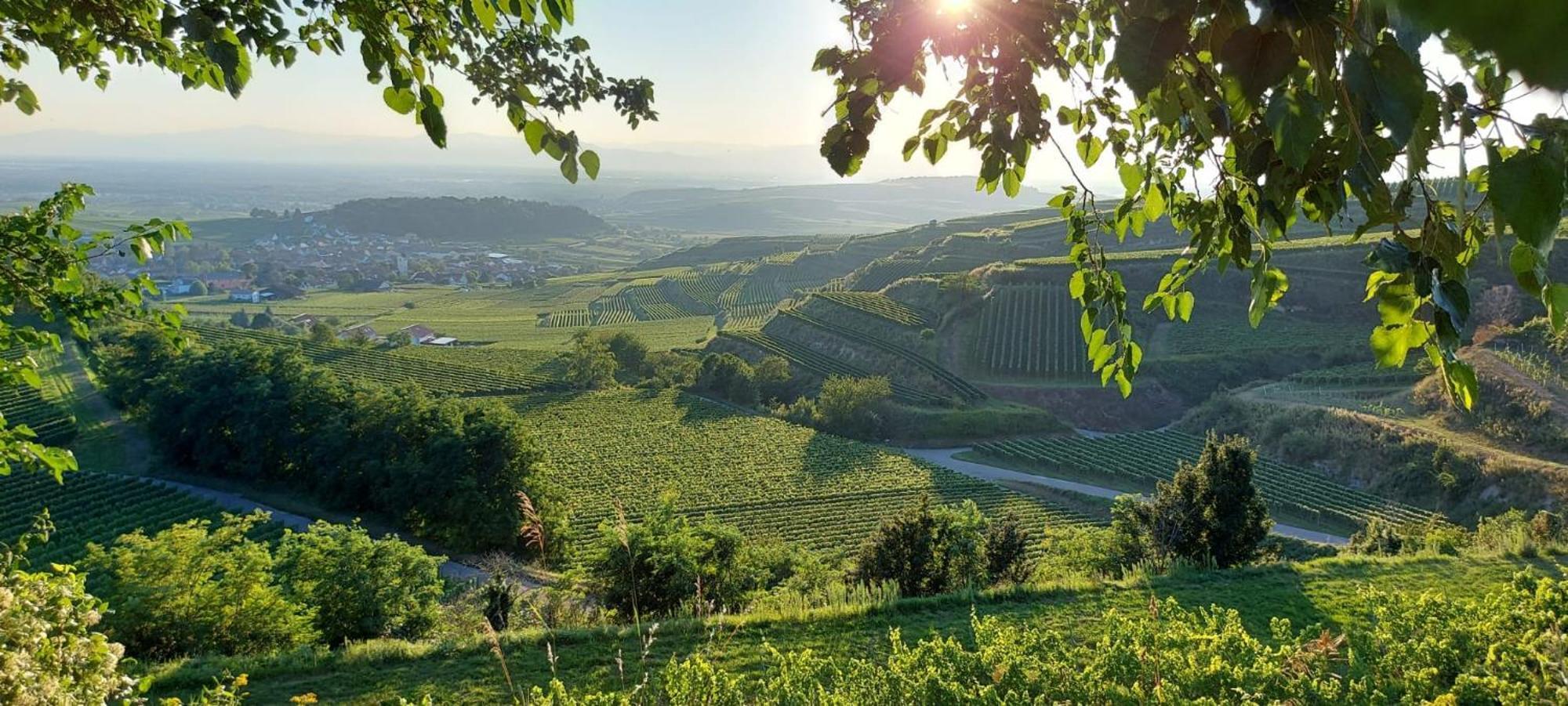 Ferienwohnung Vino9 Фоґтсбурґ Екстер'єр фото